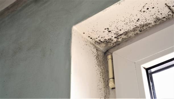 Mold Odor Removal Services in Whitestown, IN