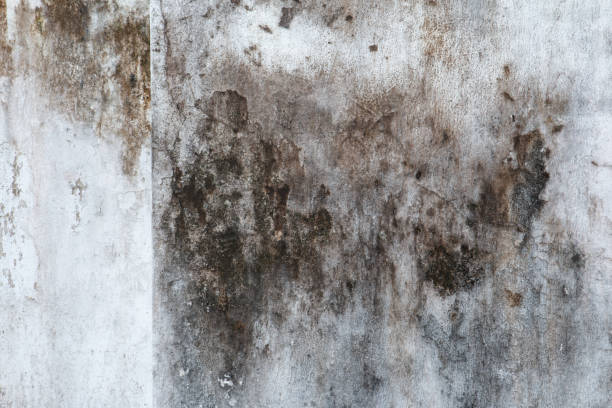 Asbestos and Lead Testing During Mold Inspection in Whitestown, IN