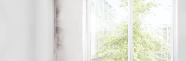 Whitestown, IN Mold Removal Company